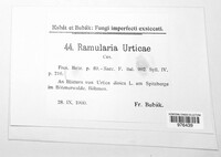 Ramularia urticae image